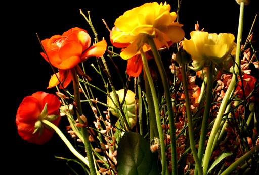 Schnittblumen