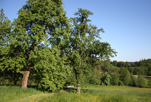 Schütteln wir die Birn