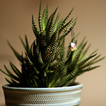 Weihnachtskaktus